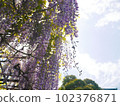 Blue sky and wisteria trellis 102376871