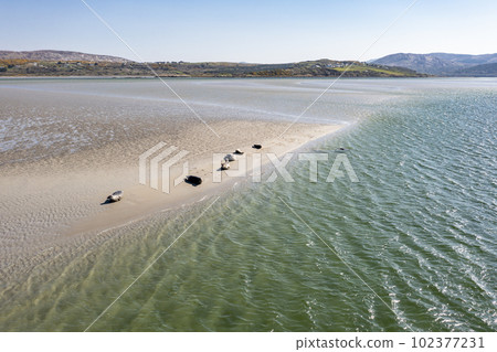 Seals swimming and and resting at Gweebarra bay - County Donegal, Ireland 102377231