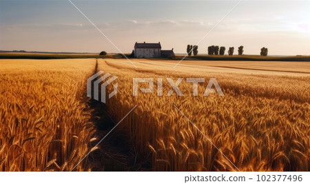 Beautiful wheat field against the blue sky. Beautiful wheat field against the blue sky. 102377496