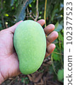 Green mango in a holding hand   from it's branch. 102377523