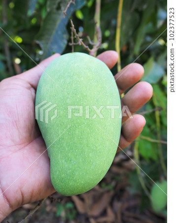 Green mango in a holding hand   from it's branch. 102377523