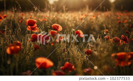 A beautiful field of red poppies in the sunset light. Beautiful blooming red poppies A beautiful field of red poppies in the sunset light. Beautiful blooming red poppies 102377533