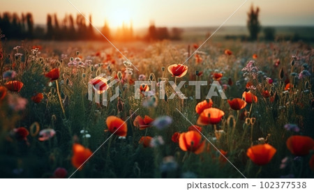 A beautiful field of red poppies in the sunset light. Beautiful blooming red poppies A beautiful field of red poppies in the sunset light. Beautiful blooming red poppies 102377538