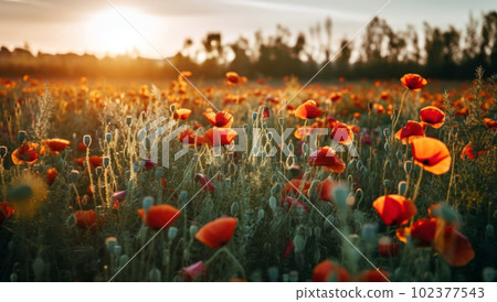 A beautiful field of red poppies in the sunset light. Beautiful blooming red poppies A beautiful field of red poppies in the sunset light. Beautiful blooming red poppies 102377543