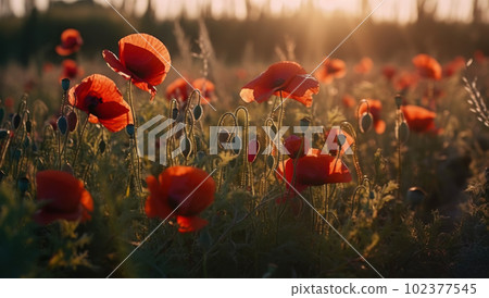 A beautiful field of red poppies in the sunset light. Beautiful blooming red poppies A beautiful field of red poppies in the sunset light. Beautiful blooming red poppies 102377545