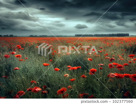 Beautiful blooming red poppies Beautiful blooming red poppies 102377560