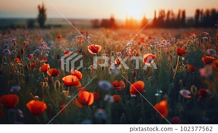 Beautiful blooming red poppies Beautiful blooming red poppies 102377562