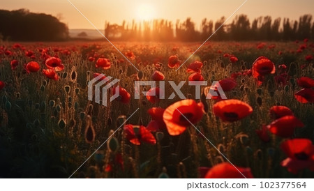 Beautiful blooming red poppies Beautiful blooming red poppies 102377564