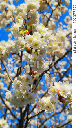 Spring Shinamizakura (Karamizakura) and blue sky scenery (photographed in 2023) 102377772