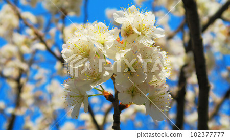 Spring Shinamizakura (Karamizakura) and blue sky scenery (photographed in 2023) 102377777