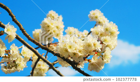 Spring Shinamizakura (Karamizakura) and blue sky scenery (photographed in 2023) 102377778