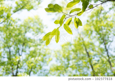 Fresh green of sawtooth oak in the forest 102377818