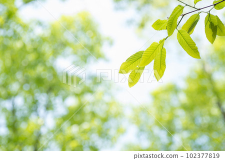 Fresh green of sawtooth oak in the forest 102377819