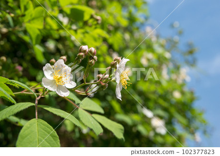 rose flower under the blue sky 102377823