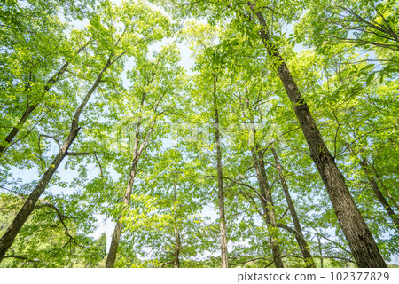 Fresh green sawtooth oak forest Fresh green sawtooth oak forest 102377829