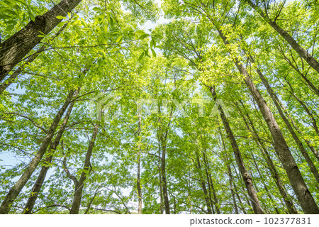 Fresh green sawtooth oak forest Fresh green sawtooth oak forest 102377831