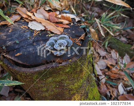mushroom growing on a stump mushroom growing on a stump 102377834