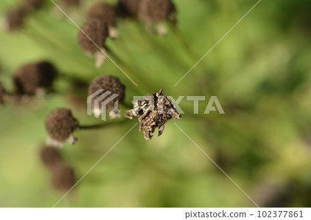 Golden Feverfew Golden Feverfew 102377861
