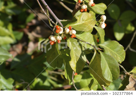 White spindle White spindle 102377864