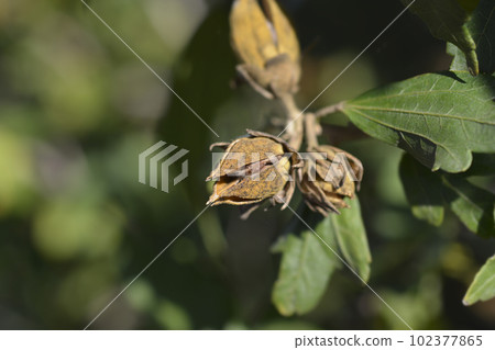 Rose Of Sharon Rose Of Sharon 102377865