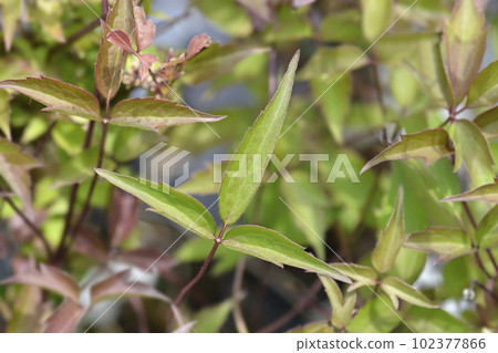 Mountain clematis Rubens Mountain clematis Rubens 102377866