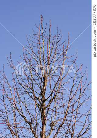 Caucasian lime 102377870