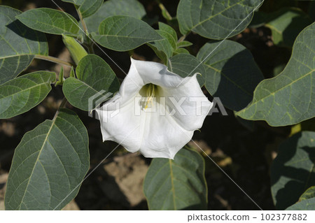 Thorn apple Inka 102377882