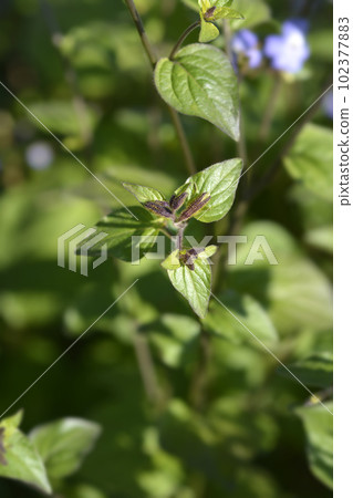 Bush violet Bush violet 102377883