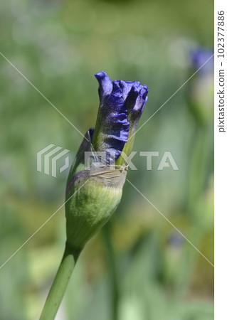 Tall Bearded Iris Eagles Flight Tall Bearded Iris Eagles Flight 102377886