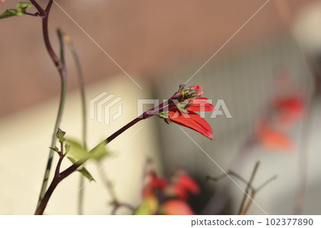 Spanish flag 102377890