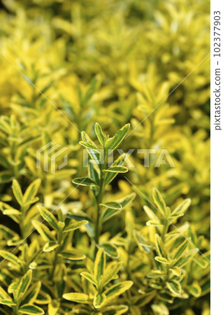 Japanes spindle Microphyllus Pulchellus Japanes spindle Microphyllus Pulchellus 102377903