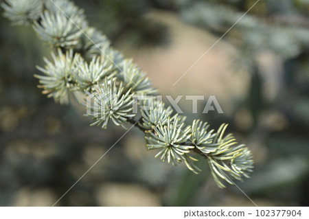 Blue atlas cedar Blue atlas cedar 102377904
