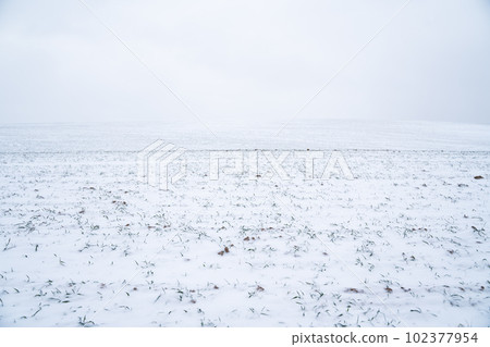Landscape of wheat field covered with snow in winter season. Agriculture process with a crop cultures. Landscape of wheat field covered with snow in winter season. Agriculture process with a crop cultures. 102377954