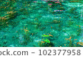 Pond of monet 102377958