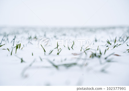Green young sprouts of wheat, barley, rye under the layer of fresh snow in a spring. 102377991