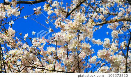 2023年春天的櫻花和藍天的景色 102378220