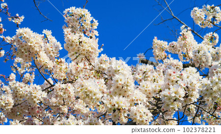 2023年春天的櫻花和藍天的景色 102378221