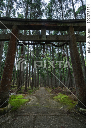 Torii of Kamo Shrine surrounded by cedar trees in the forest of Ukyo Ward, Kyoto City, Kyoto Prefecture, Japan Torii of Kamo Shrine surrounded by cedar trees in the forest of Ukyo Ward, Kyoto City, Kyoto Prefecture, Japan 102378354