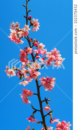 埼玉縣川口市三藏院安養院櫻花盛開的景色（2023年拍攝） 102378432