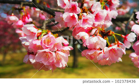 Scenery of Angyo cherry blossoms at Mitsuzo-in Temple in Kawaguchi City, Saitama Prefecture (photographed in 2023) 102378436
