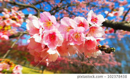 Scenery of Angyo cherry blossoms at Mitsuzo-in Temple in Kawaguchi City, Saitama Prefecture (photographed in 2023) 102378438