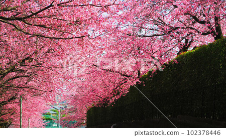 Scenery of Angyo cherry blossoms at Mitsuzo-in Temple in Kawaguchi City, Saitama Prefecture (photographed in 2023) 102378446