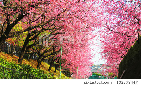 Scenery of Angyo cherry blossoms at Mitsuzo-in Temple in Kawaguchi City, Saitama Prefecture (photographed in 2023) 102378447