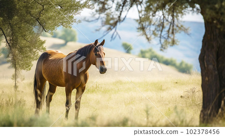 wild horse tea 102378456
