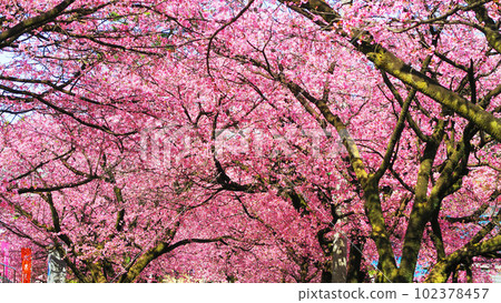 Scenery of Angyo cherry blossoms at Mitsuzo-in Temple in Kawaguchi City, Saitama Prefecture (photographed in 2023) 102378457