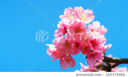 Scenery of Angyo cherry blossoms at Mitsuzo-in Temple in Kawaguchi City, Saitama Prefecture (photographed in 2023) 102378468