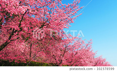 Scenery of Angyo cherry blossoms at Mitsuzo-in Temple in Kawaguchi City, Saitama Prefecture (photographed in 2023) 102378599