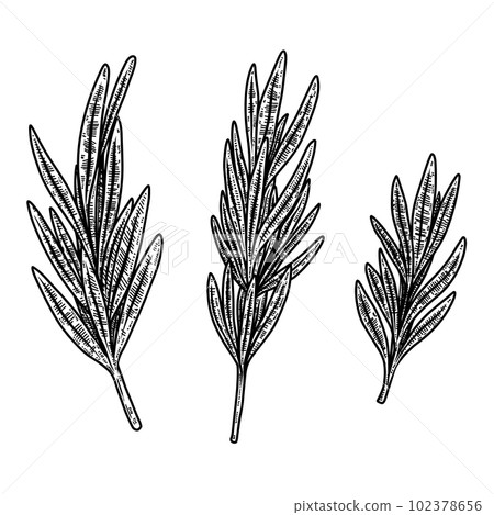 Set of illustrations of rosemarine in engraving style. Design element for logo, emblem, sign, poster, card, banner. Vector illustration 102378656