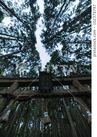 Torii of Kamo Shrine surrounded by cedar trees in the forest of Ukyo Ward, Kyoto City, Kyoto Prefecture, Japan 102378797