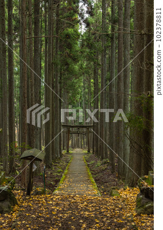 Gingko leaves falling on the torii gate and moss-covered stone steps of Kamo Shrine in the woods of Ukyo Ward, Kyoto City, Kyoto Prefecture, Japan Gingko leaves falling on the torii gate and moss-covered stone steps of Kamo Shrine in the woods of Ukyo Ward, Kyoto City, Kyoto Prefecture, Japan 102378811
